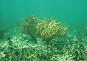 MUDANÇAS CLIMÁTICAS AMEAÇAM CORAIS