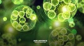 MICROALGAS AGROADVANCE