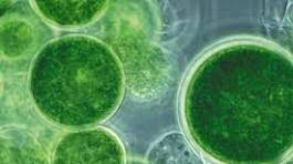 MICROALGAS SIMPLE ORGANIC