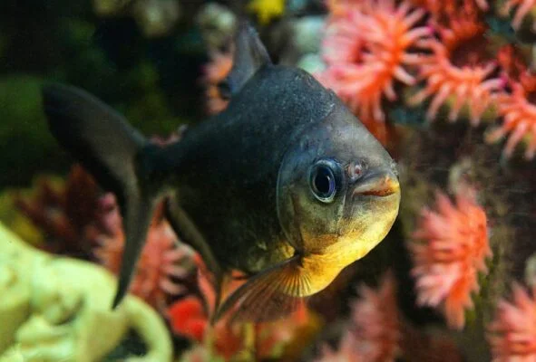 O tambaqui, também chamado de pacu vermelho