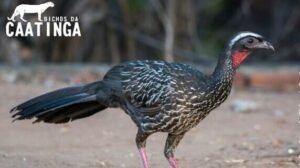 JACUCACA: AVE ENDÊMICA DA CAATINGA EM RISCO DE EXTINÇÃO