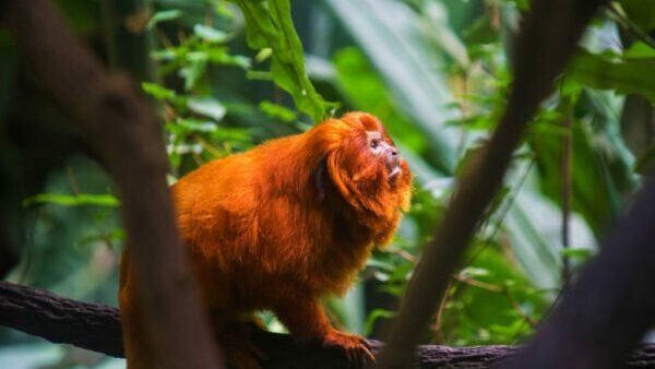 LIVRO VERMELHO DA FAUNA BRASILEIRA: 1173 ESPÉCIES EM RISCO DE EXTINÇÃO