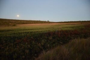 Campos nativos do Cerrado estão mais protegidos nas terras indígenas - 