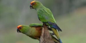 Um Serviço Vazio de Sabedoria