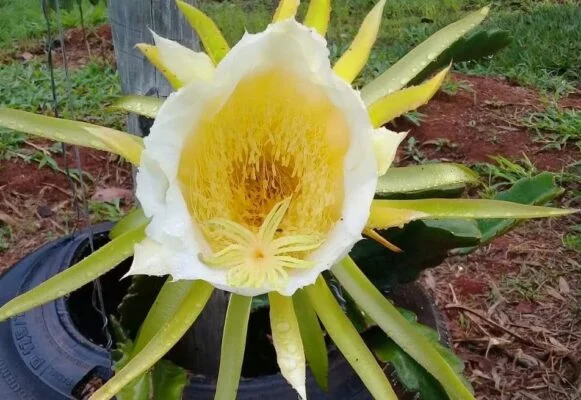 Existe coisa mais linda do que o desabrochar de uma flor de pitaya?