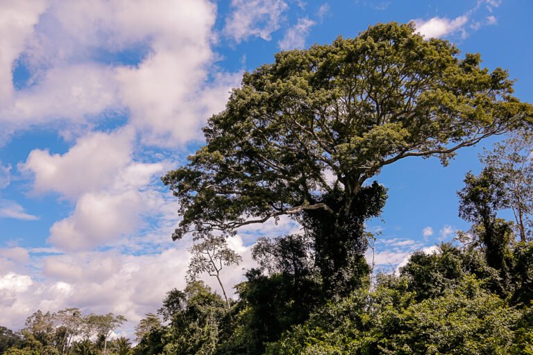 DIZEM POR AÍ: IÊDA FOI PLANTAR ÁRVORES NO CÉU