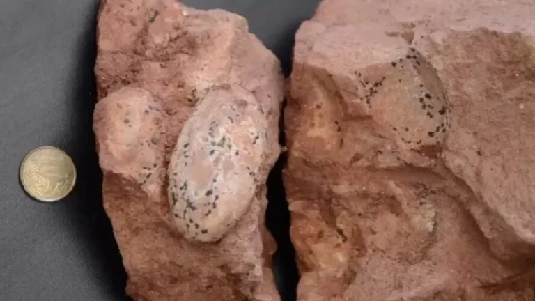 UM BERÇÁRIO DE FÓSSEIS