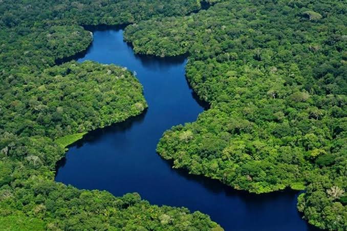 CARLOS NOBRE: DESMATAMENTO PODE TRANSFORMAR A AMAZÔNIA EM UMA GRANDE SAVANA AFRICANA 1 CARLOS NOBRE: DESMATAMENTO PODE TRANSFORMAR A AMAZÔNIA EM UMA GRANDE SAVANA AFRICANA