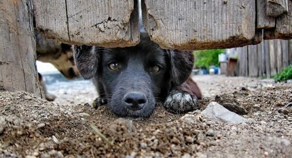 Holanda, o primeiro país sem cachorros abandonados