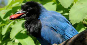 A lenda da gralha-azul