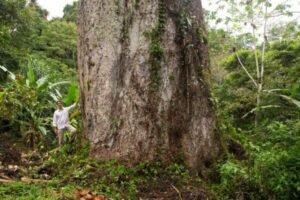 MATA ATLÂNTICA: LIVRO REÚNE IMAGENS DA FLORESTA ORIGINAL