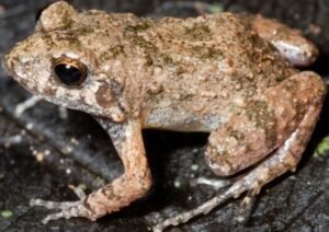 UMA RÃ QUE CANTA QUE NEM PASSARINHO