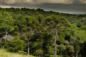 MATA DE ARAUCÁRIAS: O ECOSSISTEMA DO PINHEIRO-DO-PARANÁ