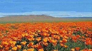 A BELEZA DAS FLORES DO DESERTO DO ATACAMA