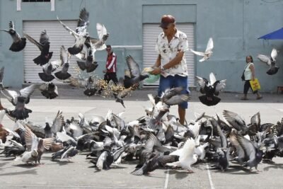 POMBOS PODEM SER UM RISCO PARA A SAÚDE 1 439698ca c450 4e2d bdbe 5d98656c4705