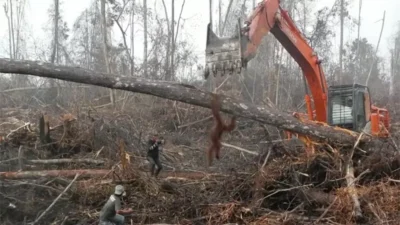 ORANGOTANGO TRAVA LUTA INGLÓRIA P/ SALVAR SEU HABITAT 1 orangotango 3