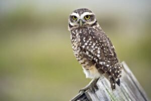 OS PÁSSAROS NOTURNOS DA FLORESTA