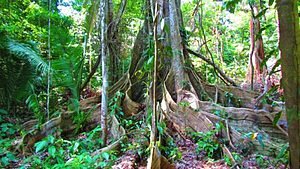 TIPOS DISTINTOS DE FLORESTA E SEUS PROCESSOS DE REGENERAÇÃO