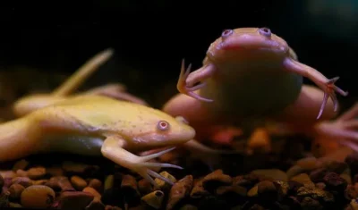 VOCÊ SABIA QUE, ATÉ OS ANOS 1960, OS TESTES DE GRAVIDEZ ERAM FEITOS COM RÃS VIVAS?