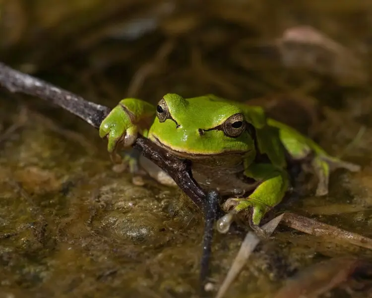 VOCÊ SABIA QUE, ATÉ OS ANOS 1960, OS TESTES DE GRAVIDEZ ERAM FEITOS COM RÃS VIVAS? 1 2560px european tree frog 28hyla arborea292c grc485dy woniecko2c poland 28950128432429