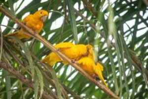 ARARAJUBAS VOLTAM A VIVER LIVRES