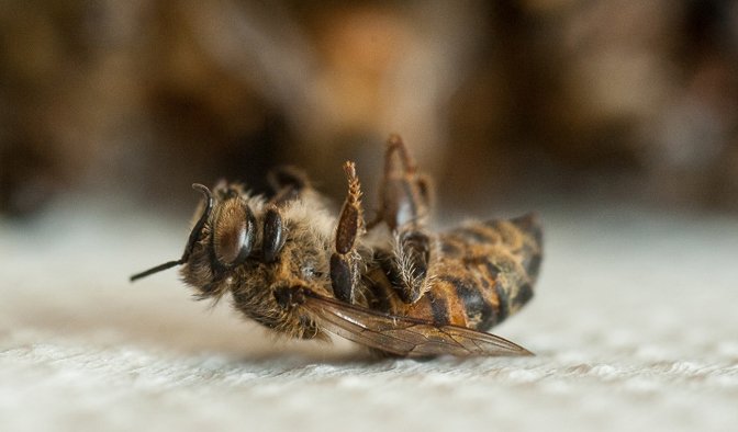 AGROTÓXICO TIDO COMO ‘INOFENSIVO’, MUDA COMPORTAMENTO DE ABELHAS