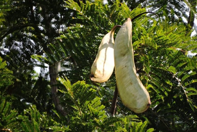 JUEIRANA-FACÃO: ELO PERDIDO ENTRE A AMAZÔNIA  E A MATA ATLÂNTICA