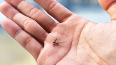 O silêncio sobre o zika oprime as mulheres