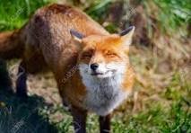 CAMPO GEOMÉTRICO E COMPORTAMENTO ANIMAL 2 RAPOSA VERMELHA 123RF