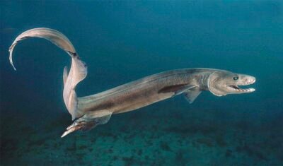 TUBARÃO-SERPENTE: DESCOBERTO "DINOSSAURO" DE 80 MILHÕES DE ANOS