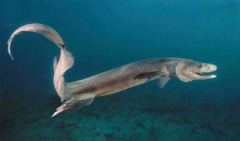 TUBARÃO-SERPENTE: DESCOBERTO "DINOSSAURO" DE 80 MILHÕES DE ANOS