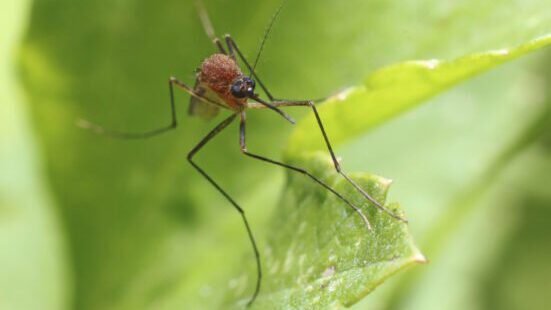 MENOS ÁREAS VERDES MAIS MOSQUITOS TRANSMISSORES DE DOENÇAS