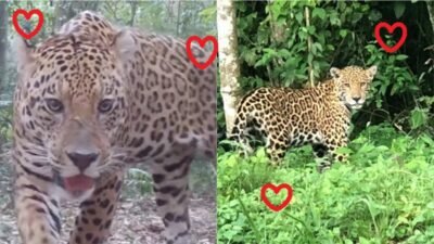 RESTAM APENAS 300 ONÇAS-PINTADAS NA MATA ATLÂNTICA 2 onca pintada iguacu conexao planeta