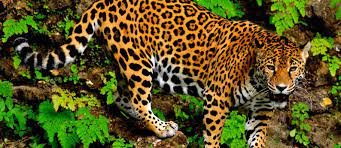 RESTAM APENAS 300 ONÇAS-PINTADAS NA MATA ATLÂNTICA 1 onca pintada o gloco