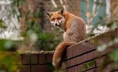 raposa gazeta do povo