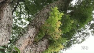 Arvores: UM JEITO BARATO E SIMPLES DE MELHORAR A QUALIDADE DE VIDA NAS CIDADES