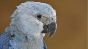 Ararinhas-azuis mantidas em cativeiro na Alemanha virão ao país