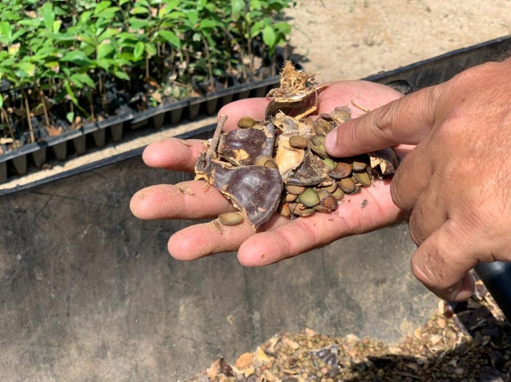 bombardeo semillas sinaloa 1024x766 1