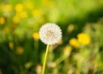 flor baile dremastime