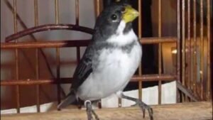 GAIOLAS, NÃO! A SOLIDÃO DOS PÁSSAROS