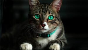 O QUE ENTENDEMOS SOBRE GATOS