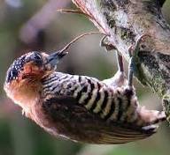 pica pau instagram o picapau e uma ave