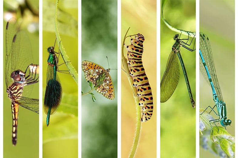 INSETOS: É PRECISO SALVAR TODOS ELES PARA SALVAR A EXISTÊNCIA HUMANA 3 capa insetos