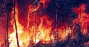 A Amazônia está queimando