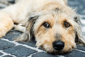 Cães são muito mais sensívei