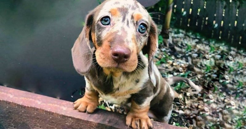 CIENTISTAS COMPROVAM QUE CÃES ENTENDEM CADA PALAVRA DO QUE DIZEMOS!