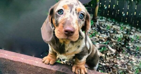 Cientistas: Cães entendem cada palavra do que dizemos!