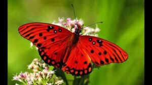 Pamphilus de amore: a origem do "Panfleto"