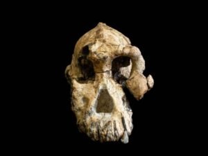 Australopithecus anamensis: Fóssil encontrado na Etiópia põe em xeque teorias sobre evolução da espécie humana
