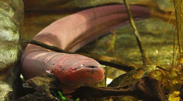Poraquê, o peixe-elétrico que mata com choques de 500 volts